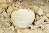 Fossil Crab (Potamon) Preserved in Travertine - Turkey #243741-3